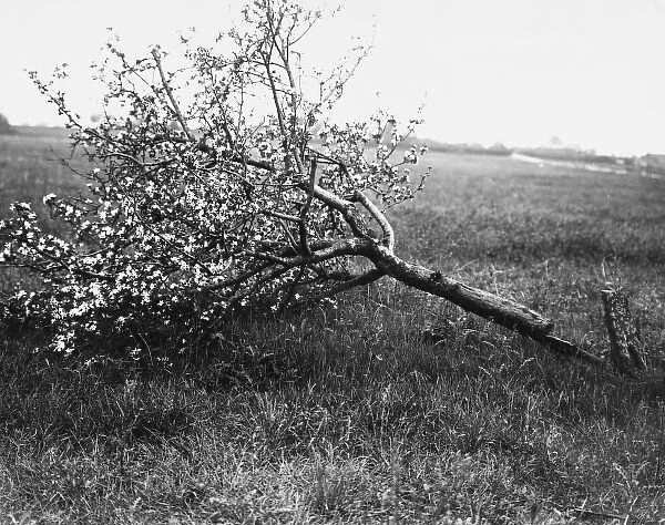 Nature recovers 1917