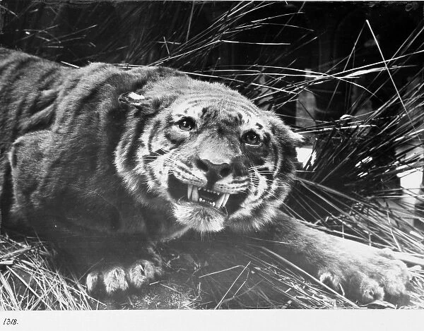 Nepal tiger, 1913. The Natural History Museum, London
