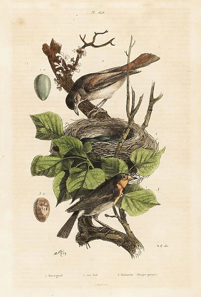 Nightingale, nest and egg, Luscinia megarhynchos