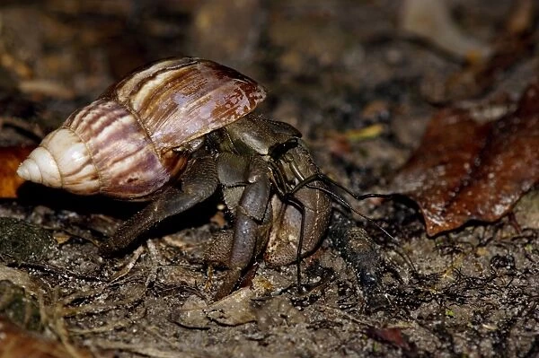 A nocturnal Hermit Crab (unidentified) rummages