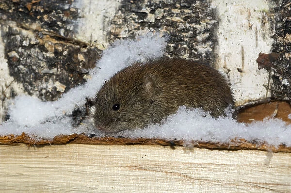 Northern Red-backed Vole - emerges from a hide in wood-store
