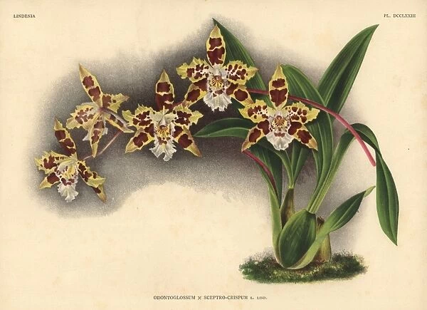 Odontoglossum sceptro-crispum, L Lind, hybrid orchid