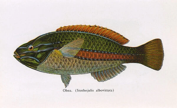 Ohua, Fishes of Hawaii