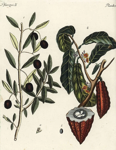 Olive tree and cacao tree
