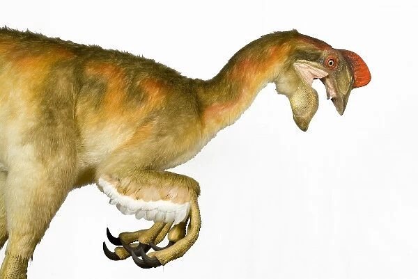 Oviraptor. An animatronic Oviraptor dinosaur made by Kokoro in colabroration