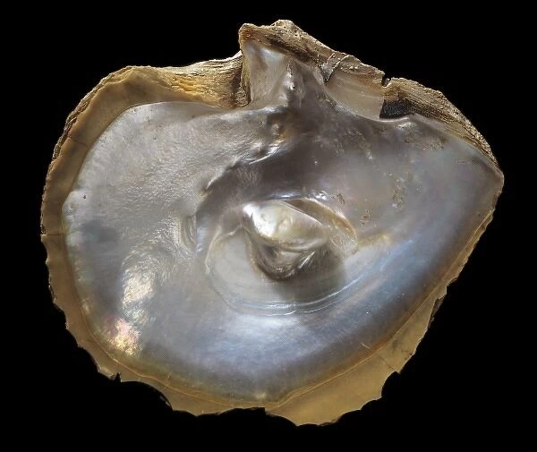 Oyster shell with pearl