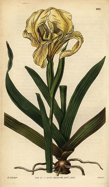 Pale yellow iris, Iris lutescens