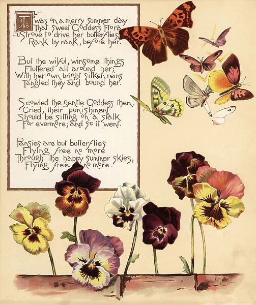 Pansies, Viola tricolor, and butterflies