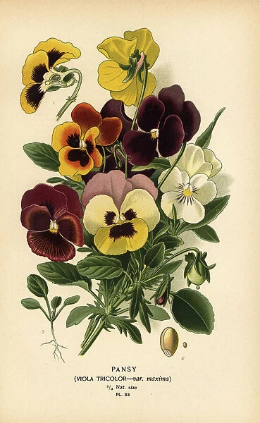 Pansy, Viola tricolor