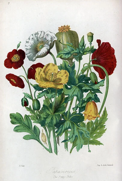 Papaveraceae - Poppy
