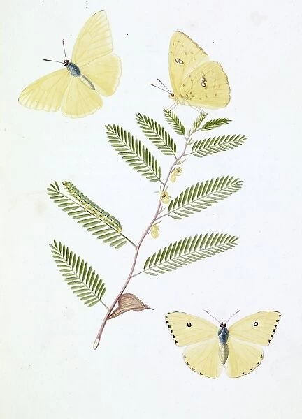 Papilio eubule, brimstone butterfly