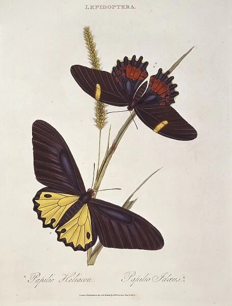 Papilio heliacon and Papilio idaeus, swallowtails