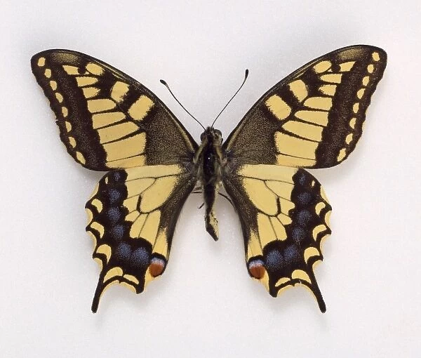 Papilio machaon, swallowtail butterfly