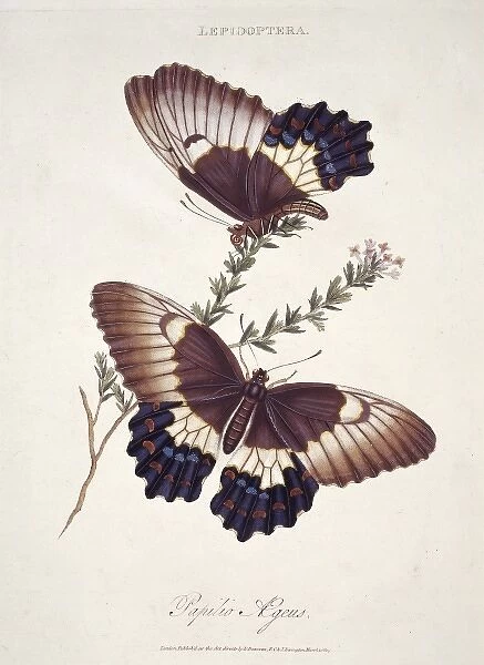 Papilio sp. butterflies