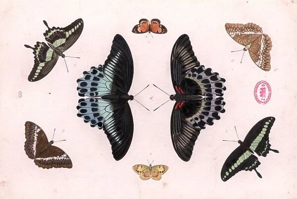 Papilio sp. and Cymothoe althea, swallowtails