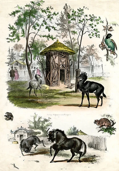 PARIS ZOO. Antelopes and other animals at the Jardin dAcclimatation Date: circa 1850