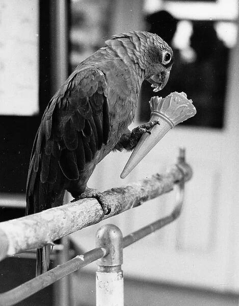 Parrot with a fancy for ice cream, Penscynor Bird Park