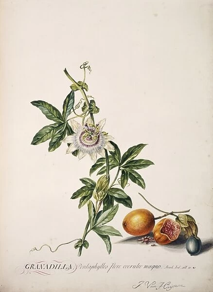 Passiflora edulis, passion fruit