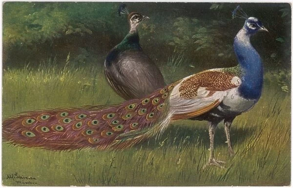 Peacock and Hen