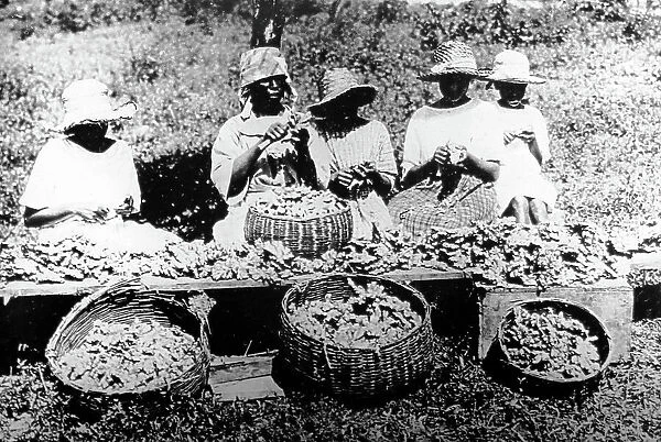 Peeling ginger Manchester Jamaica early 1900s