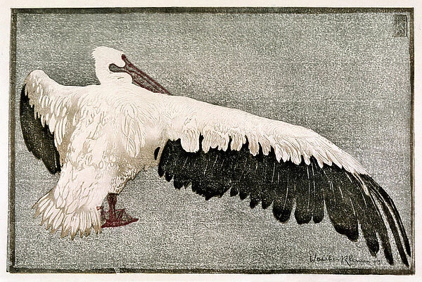 Pelican with Spread Wing