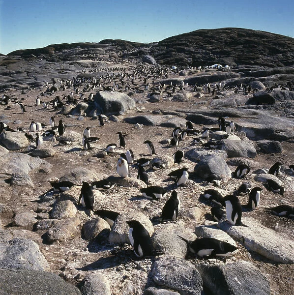 Penguin, rookery, Antarctica