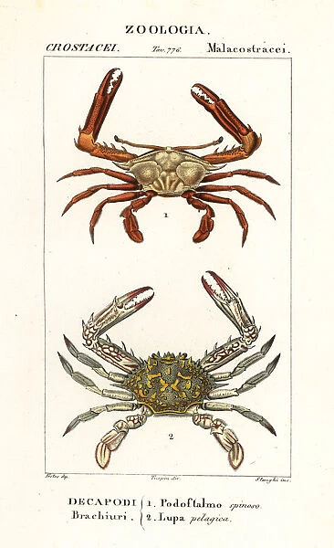 Periscope crab and flower crab
