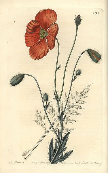 Persian poppy, Papaver persicum