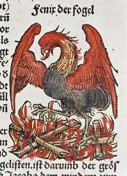 Phoenix, the mythical bird reborn from the flames of fire. Coloured woodcut. Date: 1493