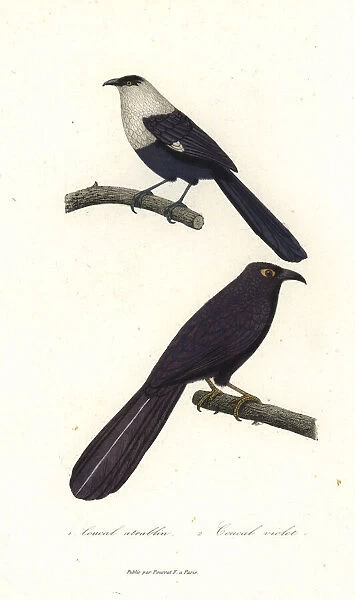 Pied coucal and violet coucal