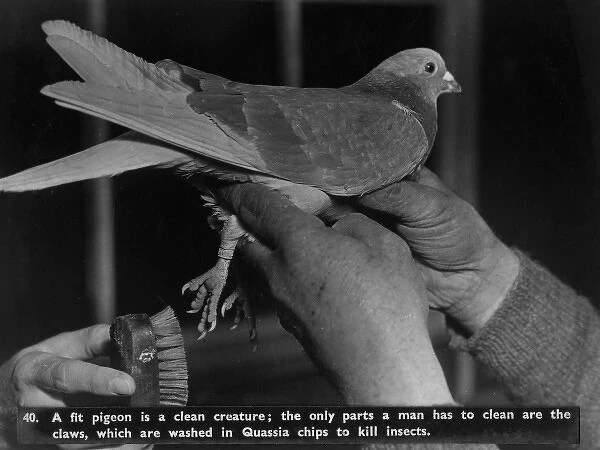 Pigeon hygiene