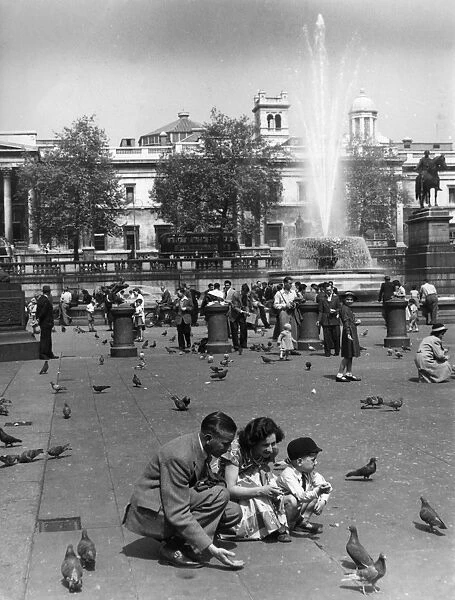 Pigeons Trafalgar 1950