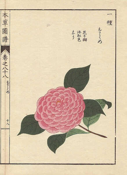 Pink camellia, Ogome, Thea japonica Nois flore pleno forma