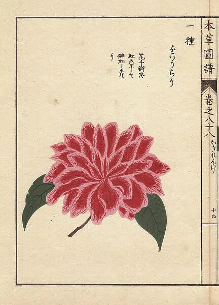 Pink and scarlet camellia, Oharichiri, Thea