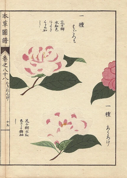 Pink and white camellias, Ariake and Hagoromo