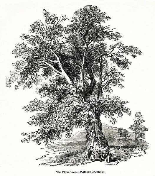 Plane tree, Platanus orientalis