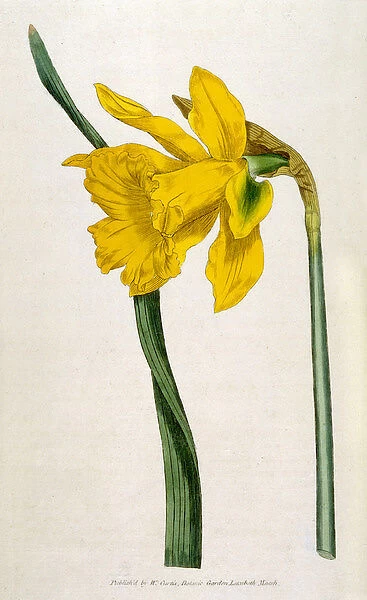 Plants  /  Narcissus Major