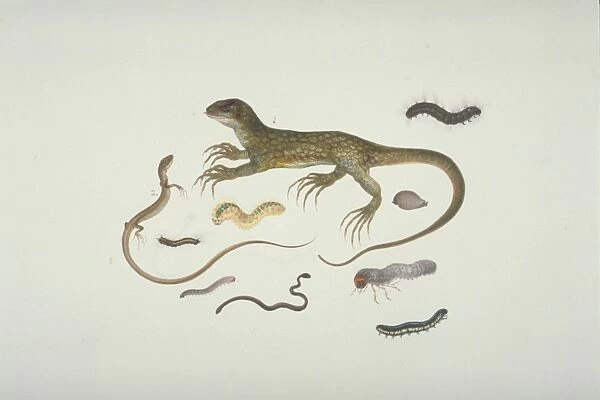 Plate 100 from the John Reeves Collection (Zoology)