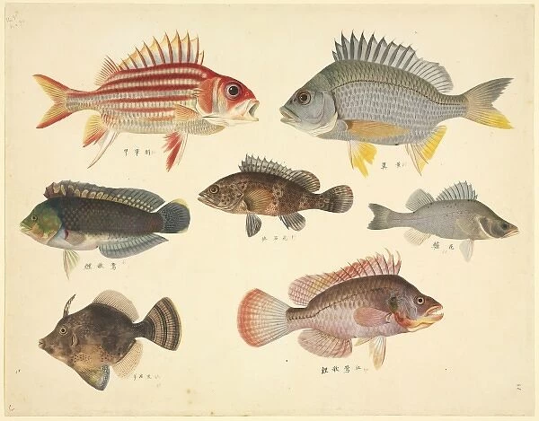 Plate 110 from the John Reeves Collection