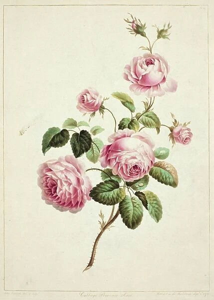 Rose. Plate 3 from Flowers by J Edwards, 1795