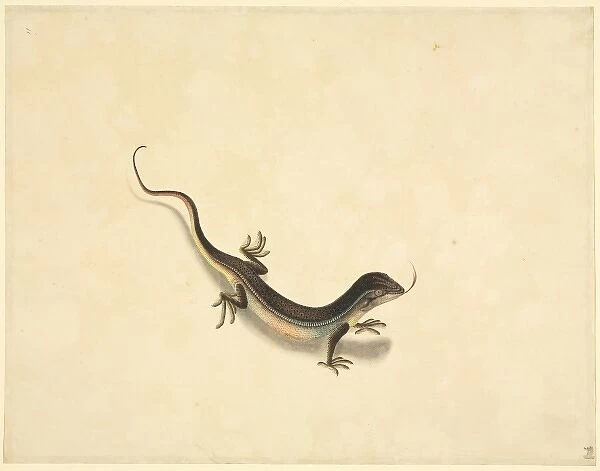 Plate 99 from the John Reeves Collection (Zoology)