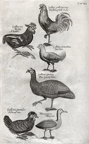 Plate depicting various birds, mainly poultry