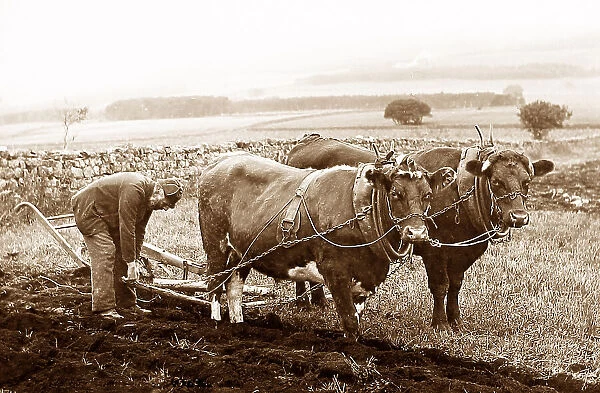 Ploughing with oxen in England