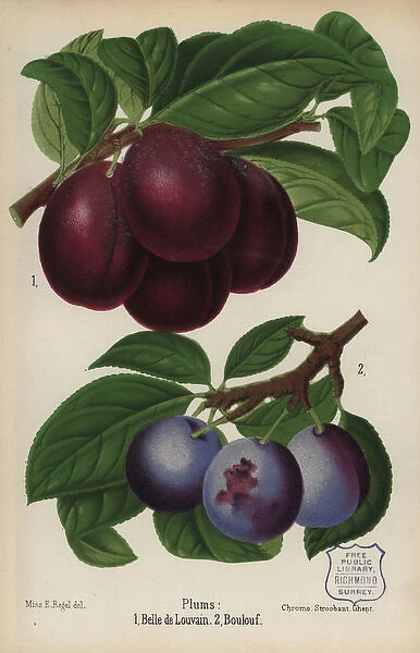 Plum cultivars: Belle de Louvain and Boulouf