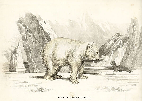 Polar bear, Ursus maritimus
