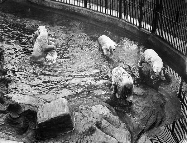Five polar bears on holiday at London Zoo