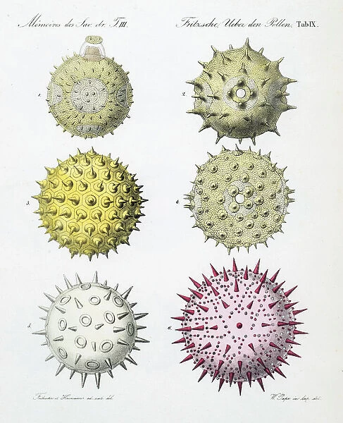 Pollen grains from various plants