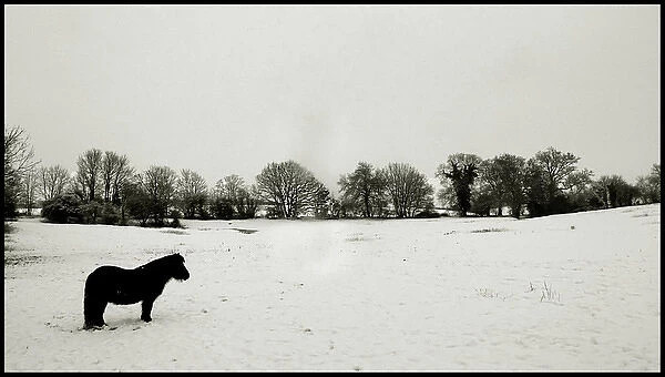 Pony in snowy field