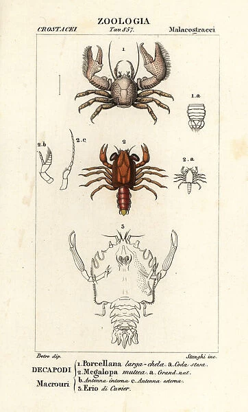 Porcelain crab, shrimp and extinct crustacean