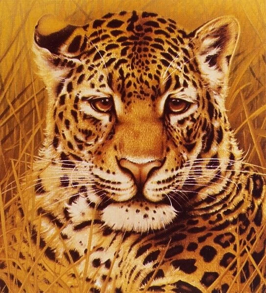 A portrait of a Leopard